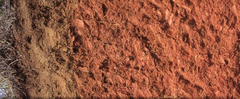 Ultisol soil